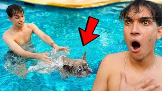 Our Dog Almost Drowned [upl. by Connett]