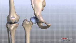 Knee Anatomy Animated Tutorial [upl. by Joung]