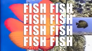 What A Catchy Song This Is  Fishfishfishfishfishfish  Listen with your Toddlers [upl. by Yerfdog]