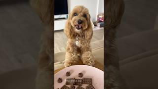 HO MANGIATO LA CIOCCOLATA 🍫😱 maltipoo dogtreats maltipoodog [upl. by Lennox]