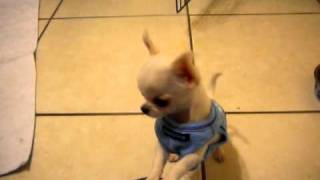 Tiny chihuahua puppy does not like his sweater [upl. by Queri]