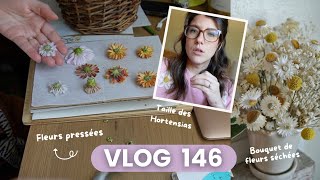 VLOG 146  Taille des hortensias amp Carnet de fleurs pressées [upl. by Ackerman]