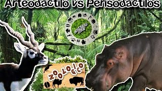 Diferencias entre artiodáctilos y perisodáctilos Ungulados Zoológico virtual  ¿Sabias Qué [upl. by Nosnibor]