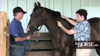 How to Take Your Horses Vital Signs [upl. by Hermy613]