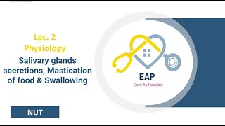 Lec 2 Part 1  Physiology  Salivary glands secretions Mastication of food amp Swallowing  NUT [upl. by Lebiram]