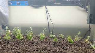 aquarium plant Rotala wallichii growth [upl. by Trainer]