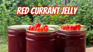 Red Currants  Growing Tips amp Jelly Recipe [upl. by Sevein]