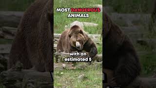 Part 2 TOP 20 Most Dangerous ⚠️ Animals in the World 🌎 You want to stay away from animals [upl. by Drawde332]