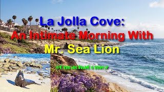 California Walking Tour San Diegos La Jolla Cove  An Intimate Morning with Mr Sea Lion [upl. by Floro561]