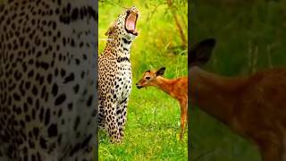 Lion attack 🦁 animals shortsviral birds wildeagle wildanimals fyptiktok lion gianteagle [upl. by Orihakat]