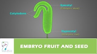 development of endosperm class 12th  part 11 reproduction in lower and higher plants [upl. by Tedder]