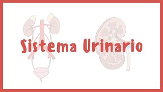 ANATOMÍA  Sistema urinario riñones vejiga uretra y uréteres  Blasto Med [upl. by Kentiga450]