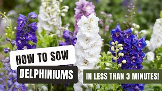 Sowing Dazzling Delphiniums From Seed [upl. by Yllac]