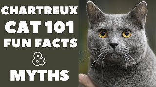 Chartreux Cats 101  Fun Facts amp Myths [upl. by Eytak]