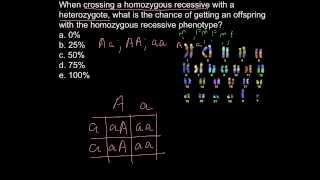 What is outcome of crossing homozygous recessive with heterozygous [upl. by Kho646]