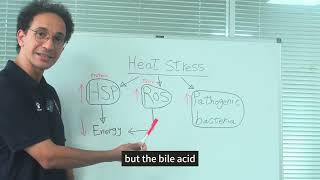 Dr Ghonimy  Bile acids solve heat stress caused animal problems [upl. by Tucky]