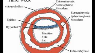 Early Embryology [upl. by Goldenberg]