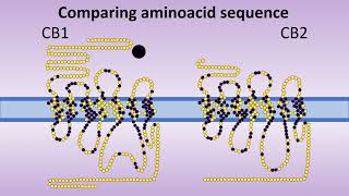 Cannabinoid receptors structure and comparison CB1 x CB2 [upl. by Savitt]