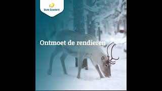 Ontdek Lapland tijdens de kerst of voorjaarsvakantie [upl. by Read918]