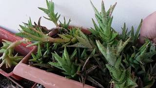 Replanting my Aloe juvenna [upl. by Malsi]