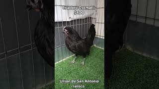 gallina kikiriki negrita galloskikirikis gallinas kikirikis gallos criadero [upl. by Killoran]