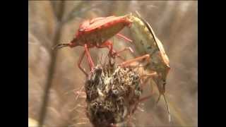 Cimici in accoppiamento  Mating Bugs [upl. by Lytle203]