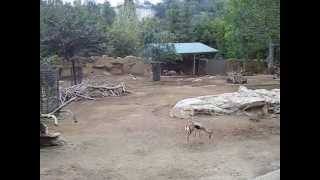 crazy jumping gazelles leaping and chasing  San Diego Zoo [upl. by Winebaum]