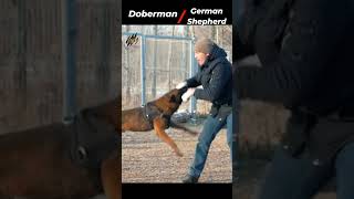 Doberman Vs German Shepherd Comparison 2024  Who Would Win  Wildlife Claws [upl. by Etnohs]