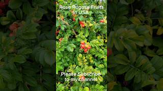 Rose Rugosa Fruits  Flowers and Fruits of Rosa Rugosa  pink shorts rosa fruit viralshorts [upl. by Nallad]