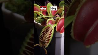 बिच्छू को खाने वाला पौधा  venus fly trap plant [upl. by Anatlus724]