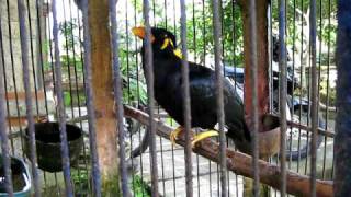 Amazing Talking Myna Bird [upl. by Enidaj]