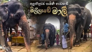 අලුත්නුවර පැමිණි හැඩකාරී මාලී ඇතින්න  Millawe mali Elephant  hasthiofficial elephant [upl. by Wildon]