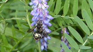 Anthidium Carder Bees in Love トモンハナバチの交尾＠クサフジ花 [upl. by Erund212]