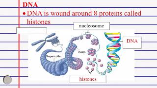 Epigenetics DNA methylation and Acetylation [upl. by Naened]