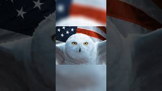 Harry Potters Owl Hedwig Is A TRUE AMERICAN In Red Dead RP [upl. by Aikemot]