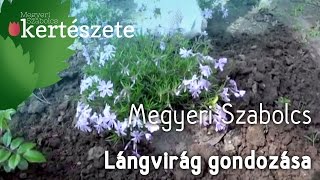 Lángvirág gondozása  Phlox  Megyeri Szabolcs Kertészet [upl. by Mella309]