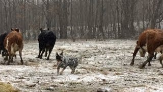 Bandit practices his herding skills  Australian Cattle Dogs [upl. by Akenat]