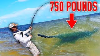 MONSTER 750 POUND SAWFISH [upl. by Morell]