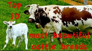 Top10 Most beautiful cattle breeds  Jersey Dutch Belted Galloway Higland Heck Belgian Blue cow [upl. by Abbub]