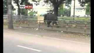 Elephants Go On Rampage In South India Killing One [upl. by Onig]