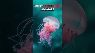 Part 3 TOP 20 Most Dangerous ⚠️ Animals in the World 🌎 You want to stay away from animals [upl. by Nesyaj]