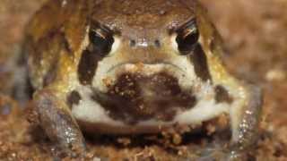 Bushveld Rain Frog feeding [upl. by Imoyn]