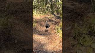 Ocellated Turkey Hen on a Stroll [upl. by Fianna]