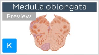 Medulla oblongata vagus nerve level preview  Human Anatomy  Kenhub [upl. by Garreth239]