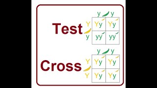 Testcross  A Genetic Tool Explained  2024 [upl. by Karna706]