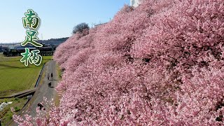 KANAGAWA【Cherry blossoms】“Harumekizakura”in the rice fields 南足柄市 ＃春めき桜 4K [upl. by Seema]