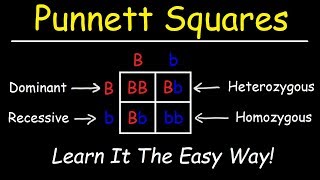 Punnett Squares  Basic Introduction [upl. by Gratiana]