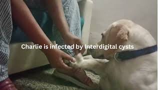 Charlie is infected by Interdigital cyst dog cute pet love [upl. by Elolcin]