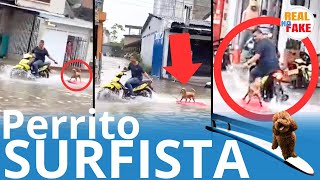 Hombre pasea a su perro en tabla de surf que jala desde su moto en inundación viral noticias [upl. by Eanej]