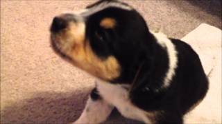 Cute 17 day old Puppies making small howl sounds for the first time [upl. by Nagud]